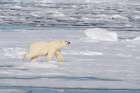 Norway, Svalbard. Polar bear on ice floe  in Arctic Ocean. Art Print